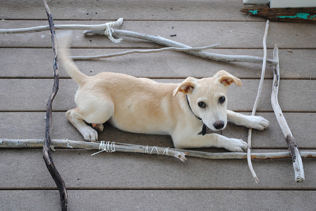 How You Can Help the 'Potcake' Dogs of Turks and Caicos - The Sands