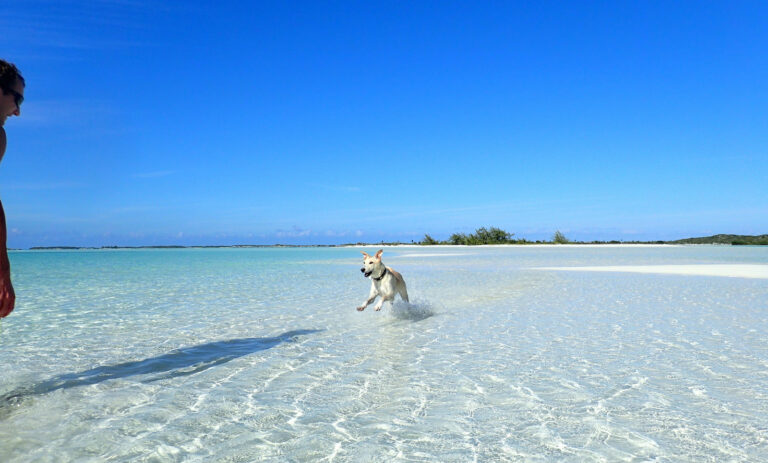 How You Can Help the ‘Potcake’ Dogs of Turks and Caicos