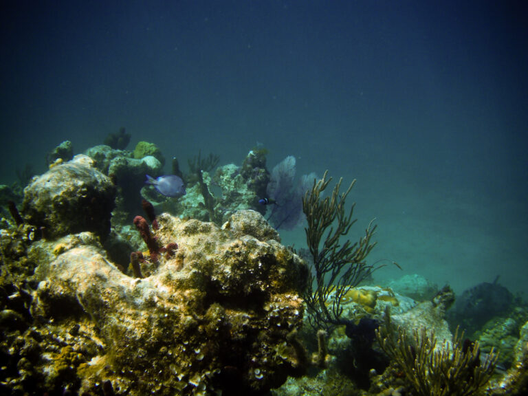 Smith's Reef, Turks and Caicos Islands