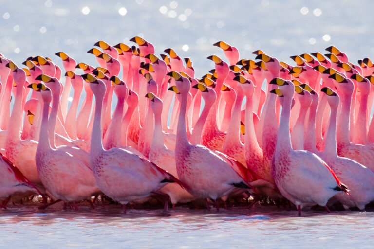 Birds of the Turks and Caicos