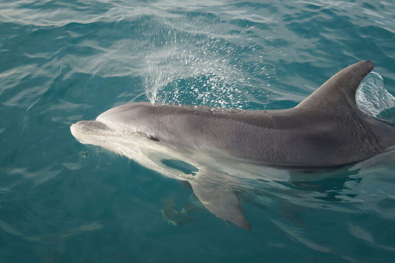 turks and caicos dolphins