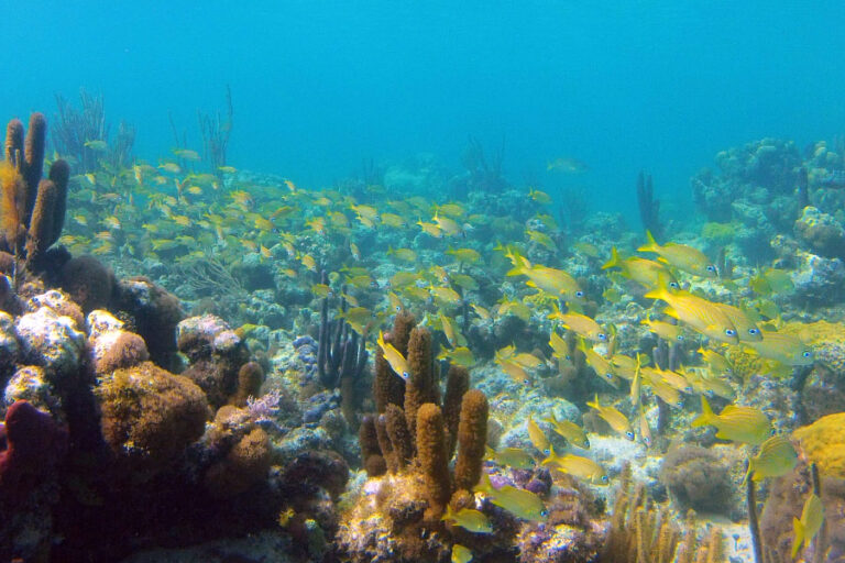 5  Spring Break Vacation Ideas on Provo (Turks and Caicos)