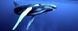 Turks & Caicos Humpback Whale Watching Etiquette