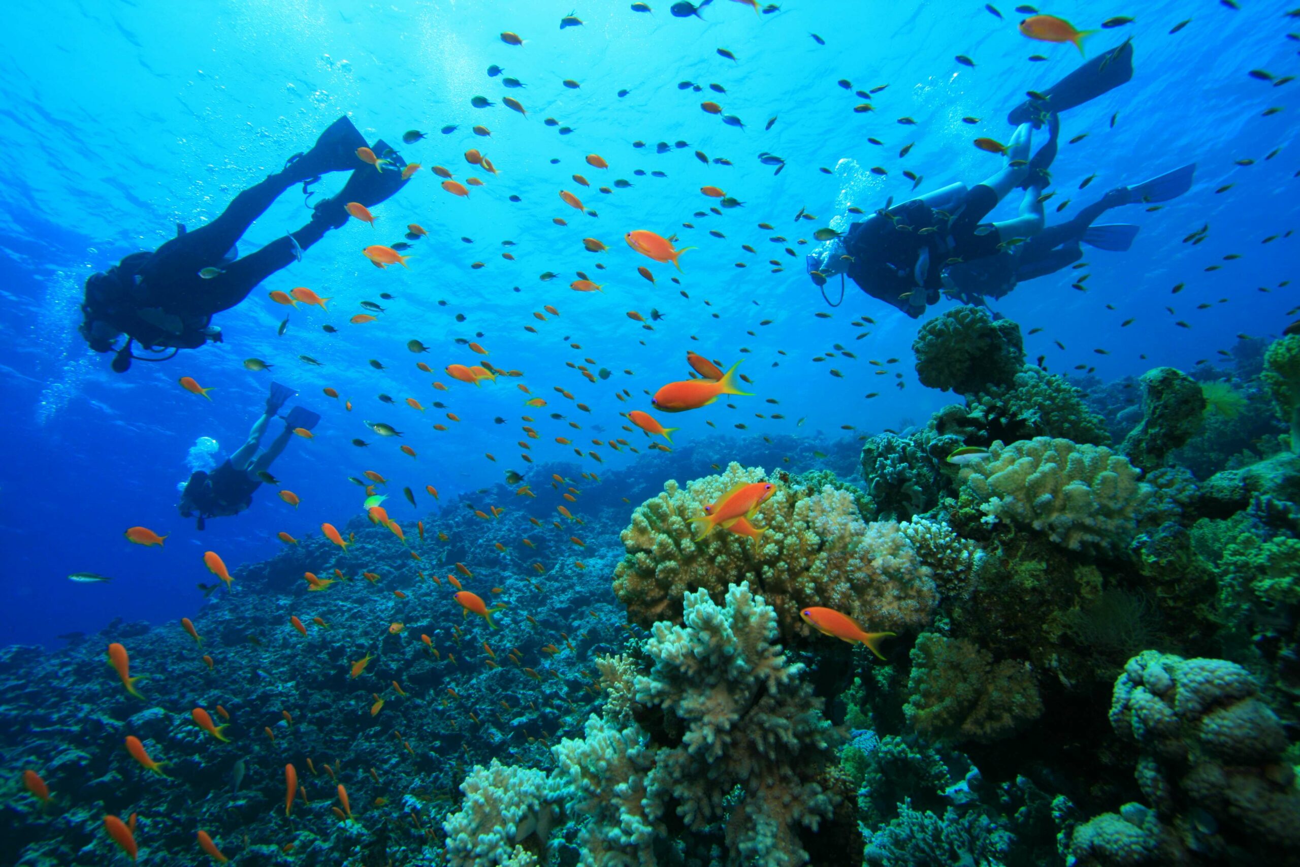 scuba diving  grace bay