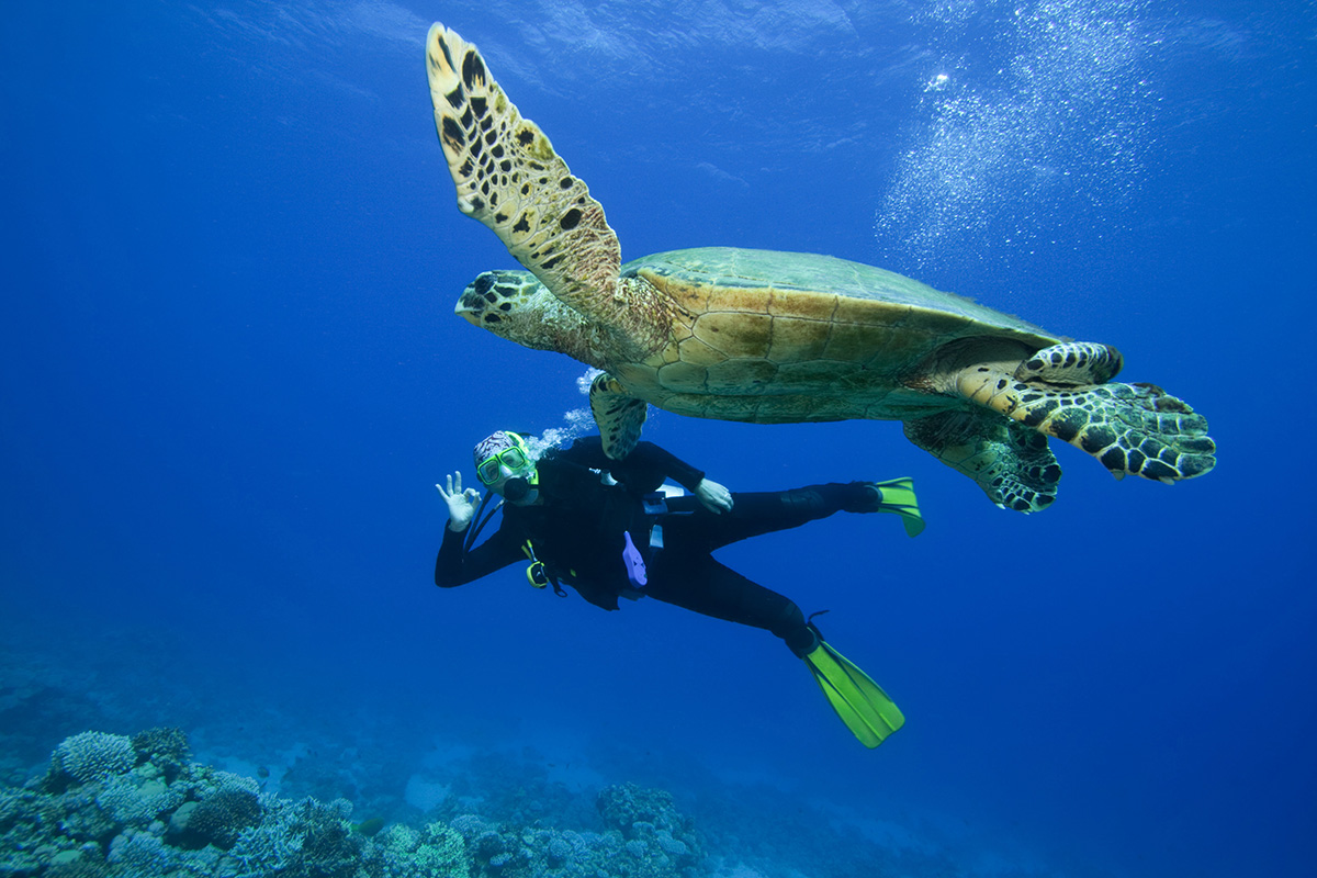 Diver under water with sea turtle